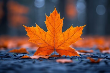 Autumnal Ground Cover: A Carpet of Orange Maple Leaves
