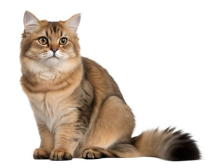 Naklejka premium Adult munchkin cat, isolated on white background. Cute munchkin cat sitting in front of white background. Studio photo. 