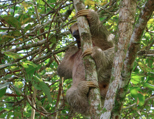 sloth wrapped around branch