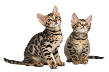 Naklejka premium Two Cute Bengal Kittens Sitting on White Background. Bengal Kittens Portrait isolated on white. 