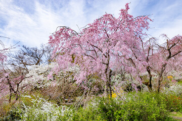 Fototapeta premium 京都府 原谷苑の桜風景 