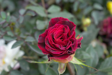 Beautiful Maroon rose flower closeup in garden, A very beautiful Maroon rose flower bloomed on the rose tree, Rose flower closeup, bloom flowers, Natural spring flower, Natural floral background,