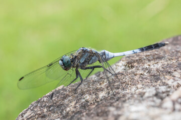 white tailed skimmer dragonfly