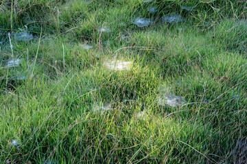 grass in the grass