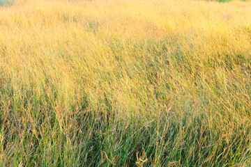 golden wheat field