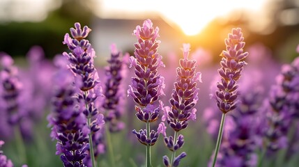 Obraz premium Lavender field sunset, beautiful flowers