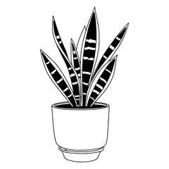 Vector drawing illustration of a snake plant in pot.