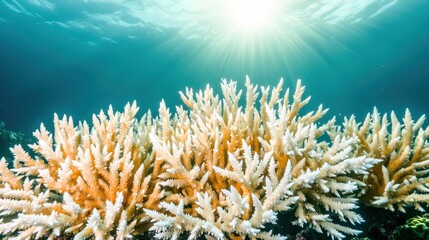 Obraz premium A vibrant underwater scene showcasing coral formations illuminated by sunlight filtering through the ocean's surface.