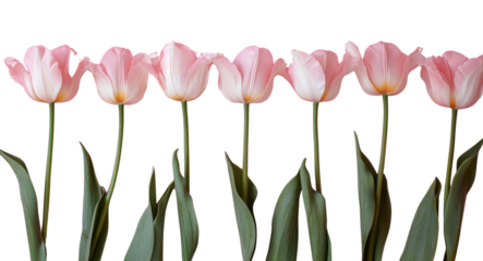 PNG The bottom of the image pink background pink tulips blossom.