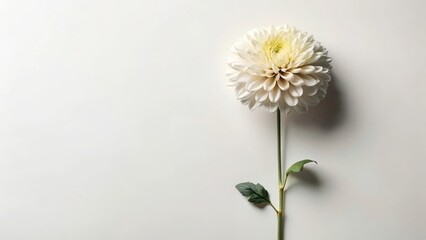 Fototapeta premium A Single Cream-Colored Dahlia on a Plain White Background, a Minimalist Floral Image Representing Purity and Elegance