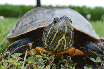 Obraz premium turtle 