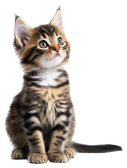 Obraz premium PNG Kitten sit cute cat adorable.