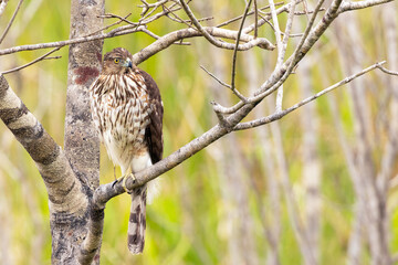 A Cooper's hawk (Accipiter cooperii) in Sarasota, Florida