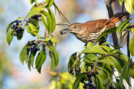 A brown thrasher (Toxostoma rufum), a common songbird, eating berries / fruits off a wild plant in Sarasota, Florida