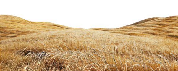 PNG Golden wheat field fields scenery ground.