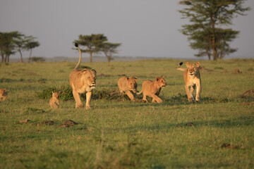 A Pride of Lions (panthera Leo) with Cubs in the masai mara, Africa running towards the camera.