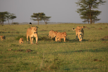 A Pride of Lions (panthera Leo) with Cubs in the masai mara, Africa running towards the camera.