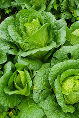 Obraz premium green cabbage