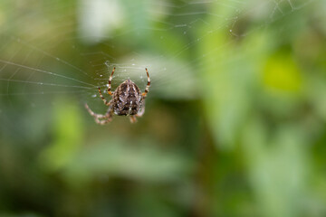 spider on a web