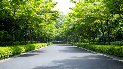 Sunlit Path Through Lush Green Trees