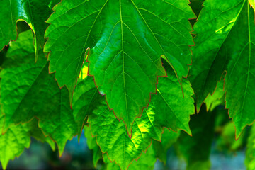 ivy leaves covering the wall
