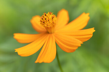 cosmos yellow