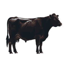 A cow with a white background