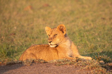 A Lion (panthers leo) cub in the early morning sun, in the Maasai Mara, northern Kenya.