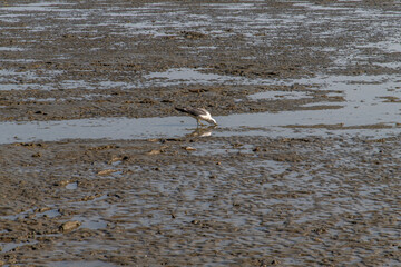 seagull on the mudflat at the seaside
