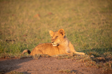 A Lion (panthers leo) cub in the early morning sun, in the Maasai Mara, northern Kenya.