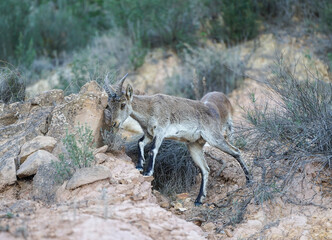 In the mountains, you can see the heads of 2 wild males, Capra pyrenaica, looking at each other