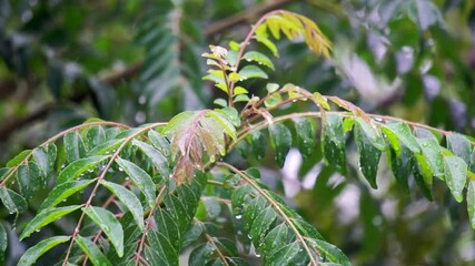 Curry tree (Bergera koenigii, Murraya koenigii, sweet neem, curry leaves, curry leaf tree, curry bush). The fresh leaves are an indispensable part of Indian cuisine and Indian traditional medicines
