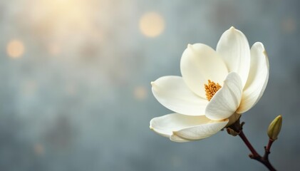 Obraz premium Soft petals of white magnolia bloom against soft gray textured background with subtle warm golden hues, abstract background, white magnolia
