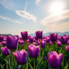 A captivating field of vibrant purple tulips stretches towards a soft, golden sunset sky, capturing the essence of a serene evening.