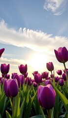 A captivating field of vibrant purple tulips stretches towards a soft, golden sunset sky, capturing the essence of a serene evening.