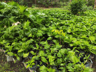 Saribus rotundifolius, also known as Sadeng or serdang is a fan-leaved palm in the tree nursery balikpapan. It is a member of the genus Saribus.