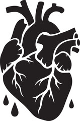 Realistic human heart vector drawing