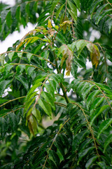 Curry tree (Bergera koenigii, Murraya koenigii, sweet neem, curry leaves, curry leaf tree, curry bush). The fresh leaves are an indispensable part of Indian cuisine and Indian traditional medicines