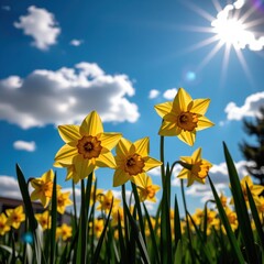 Fototapeta premium A vibrant field of bright yellow daffodils stretches towards a clear, sunlit sky, capturing the essence of a perfect spring day.