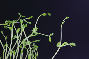 豆苗　かいわれ大根