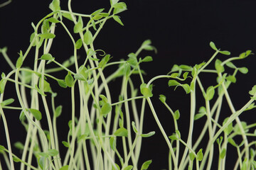 豆苗　かいわれ大根