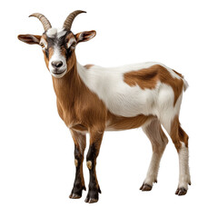 Fototapeta premium Young Brown and White Goat Standing