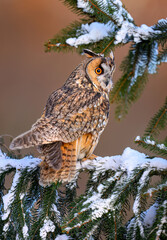 Long eared owl ( Asio otus ) close up