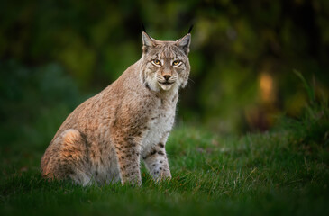 Eurasian lynx ( Lynx lynx ) close up