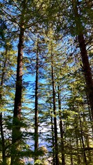 Obraz premium Deodar trees of the Himalayas