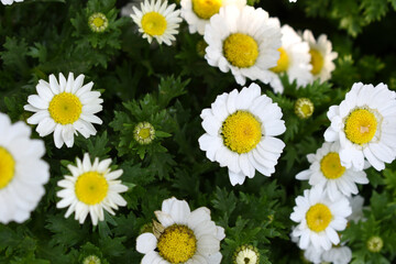 white Common daisy beautiful flowers with blur green background in garden, White beautiful daisies on a field in green grass, Oxeye daisy, Leucanthemum vulgare, Daisies, Dox-eye, Dog daisy in nature