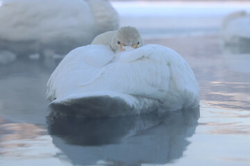 whooper swan