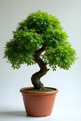 Tree in ceramic pot. Plants growing in pots or planters. beautiful natural home decorations. Interior design