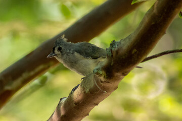 A curious titmouse perches on a lichen-covered branch, its soft plumage blending seamlessly with the forest backdrop.