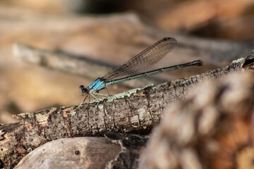 A vivid blue damselfly rests gracefully on a textured branch, showcasing nature's delicate artistry.